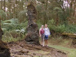 Lava Tree State Park