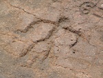 Petroglyphs on Big Island