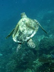 Unter Wasser auf den Daymaniyat Inseln