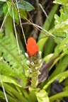 Üppige Vegetation in Cuba