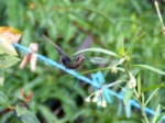 Kolibri im Fluge in unserem Garten