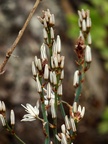 Blumen am Wegesrand