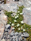 Small plants beside the way