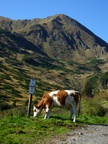 milka cow at the soelk pass